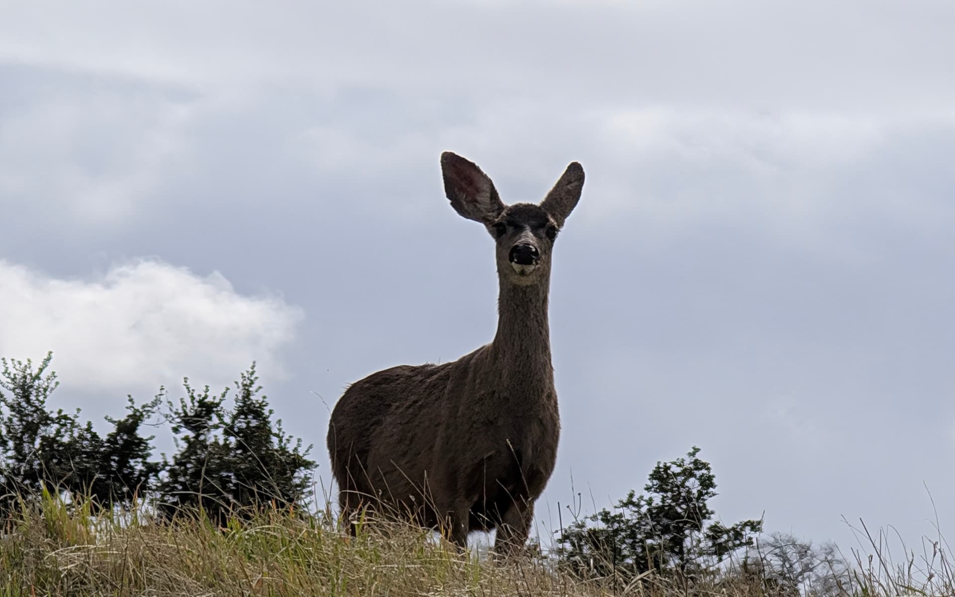 Henry W. Coe State Park