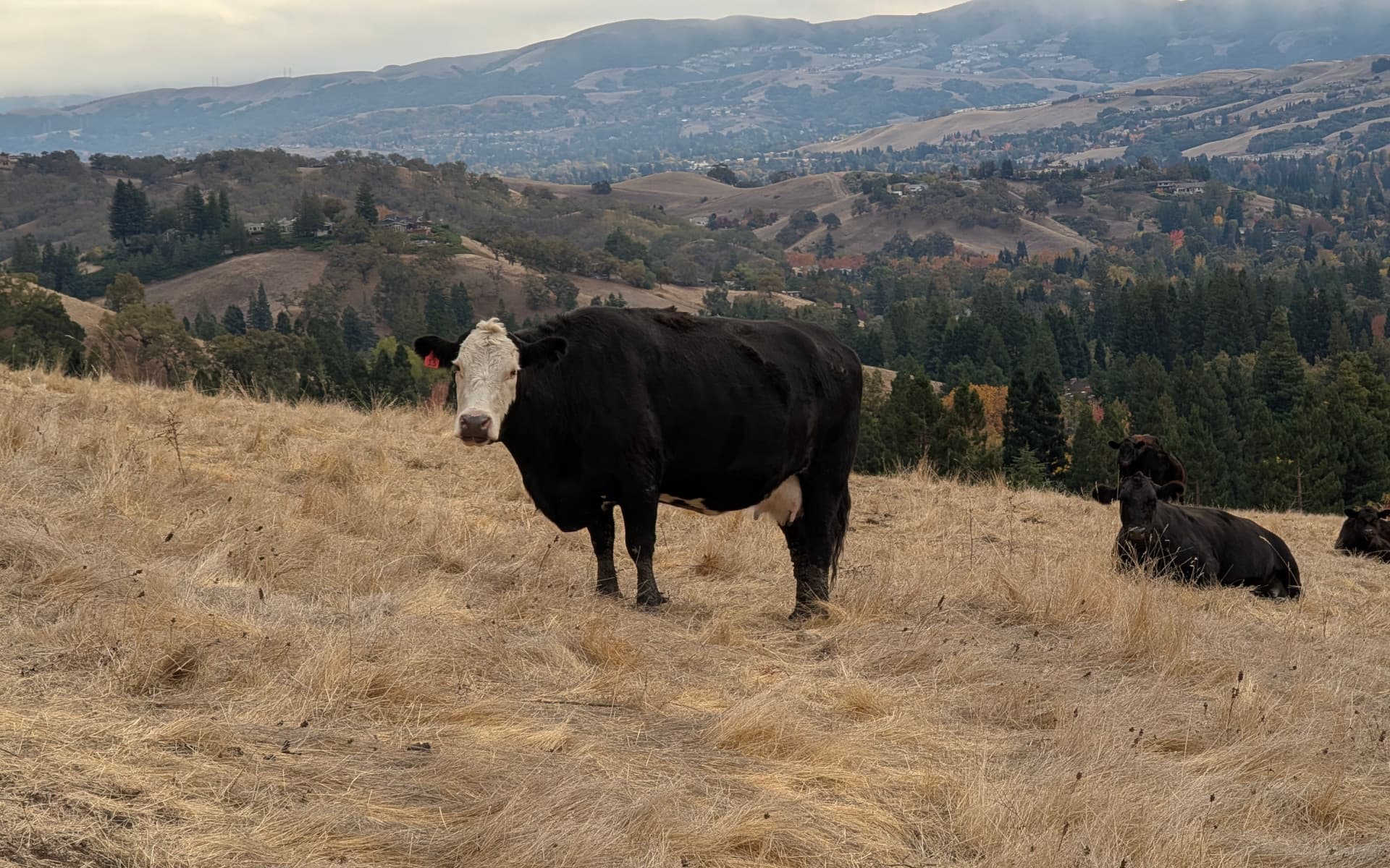 Mount Diablo