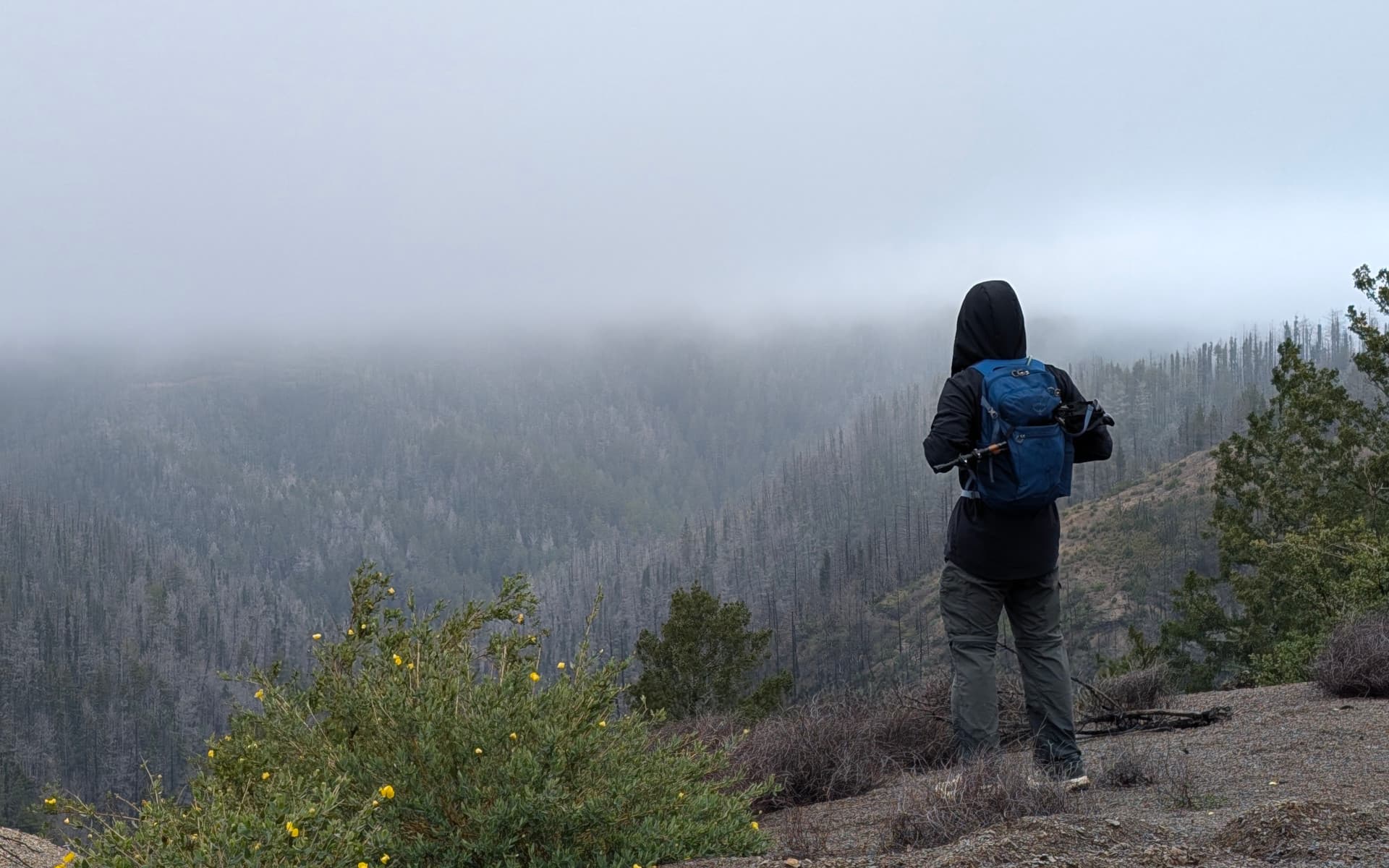 Butano State Park