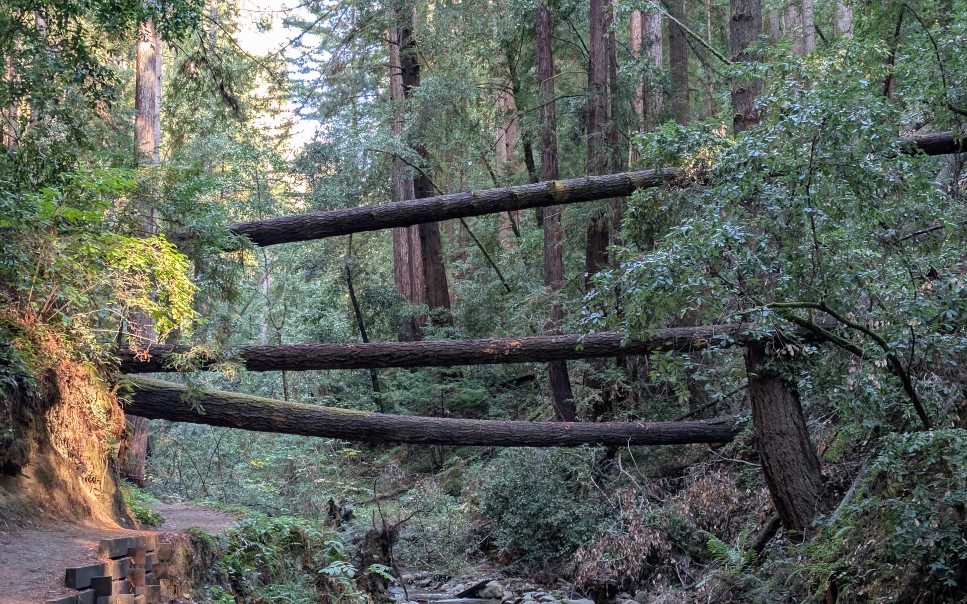 Henry Cowell Redwoods