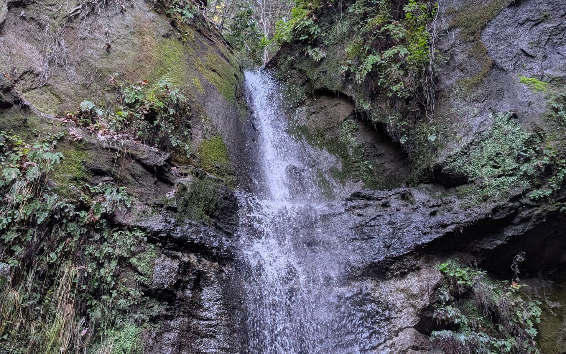 Nisene Marks State Park