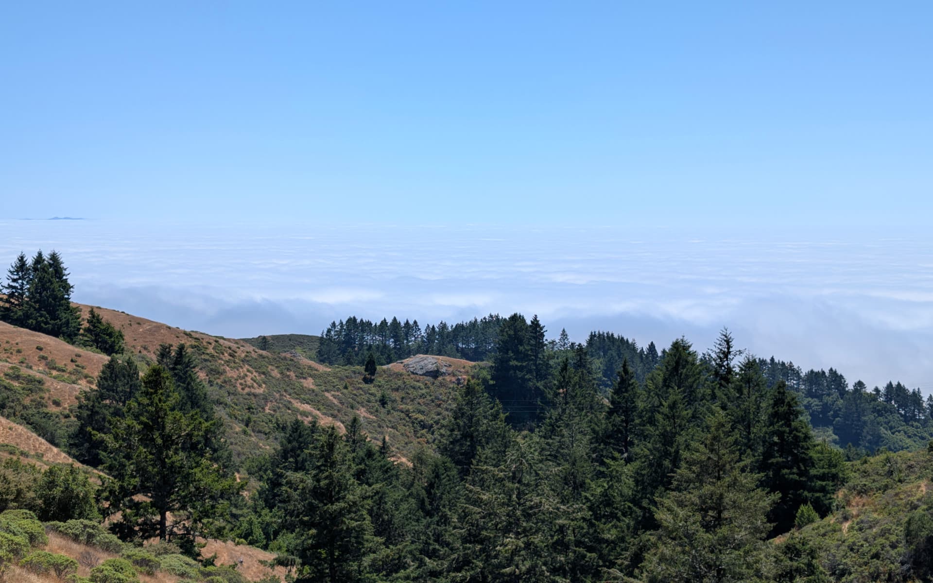 Muir Woods