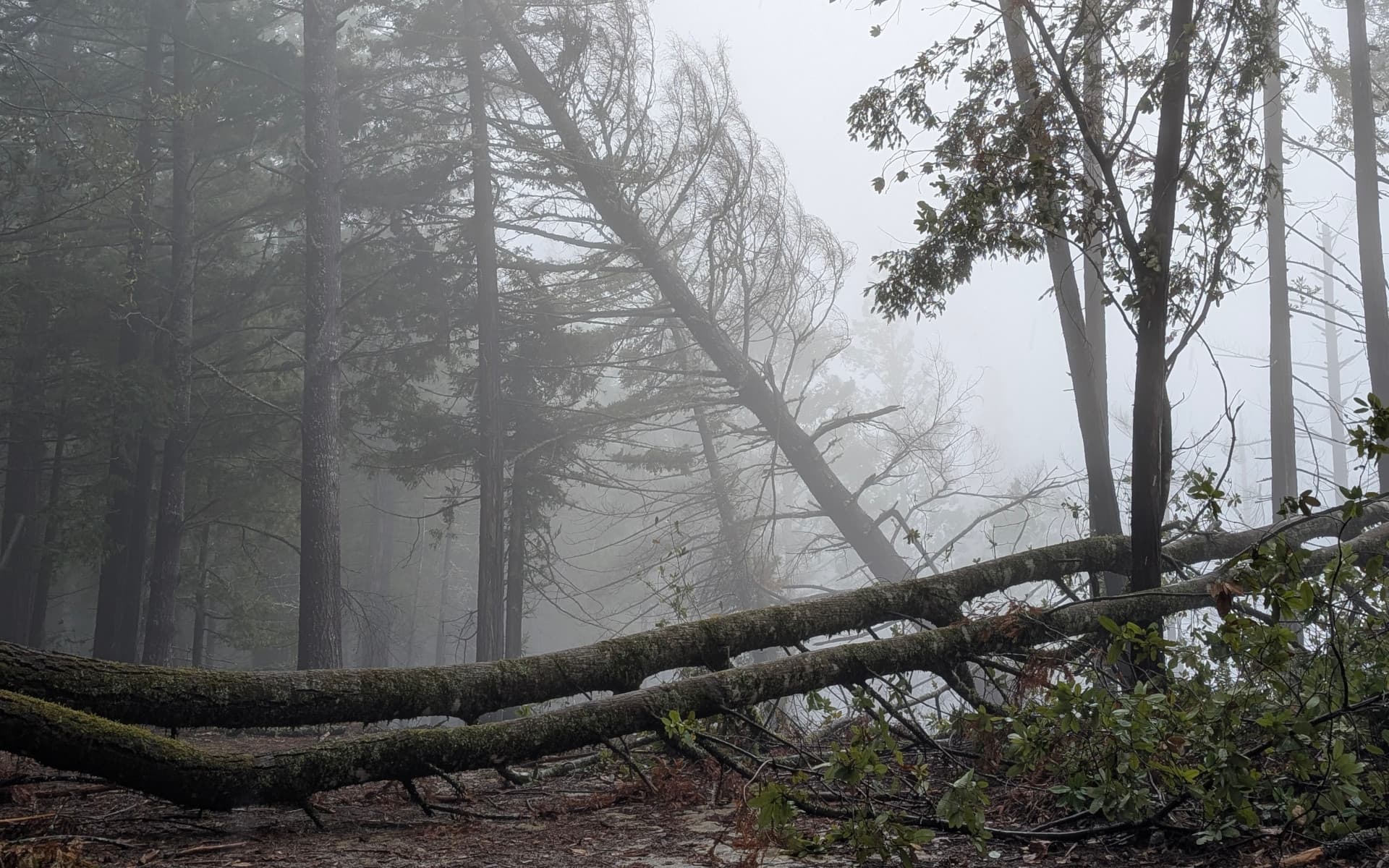 Butano State Park