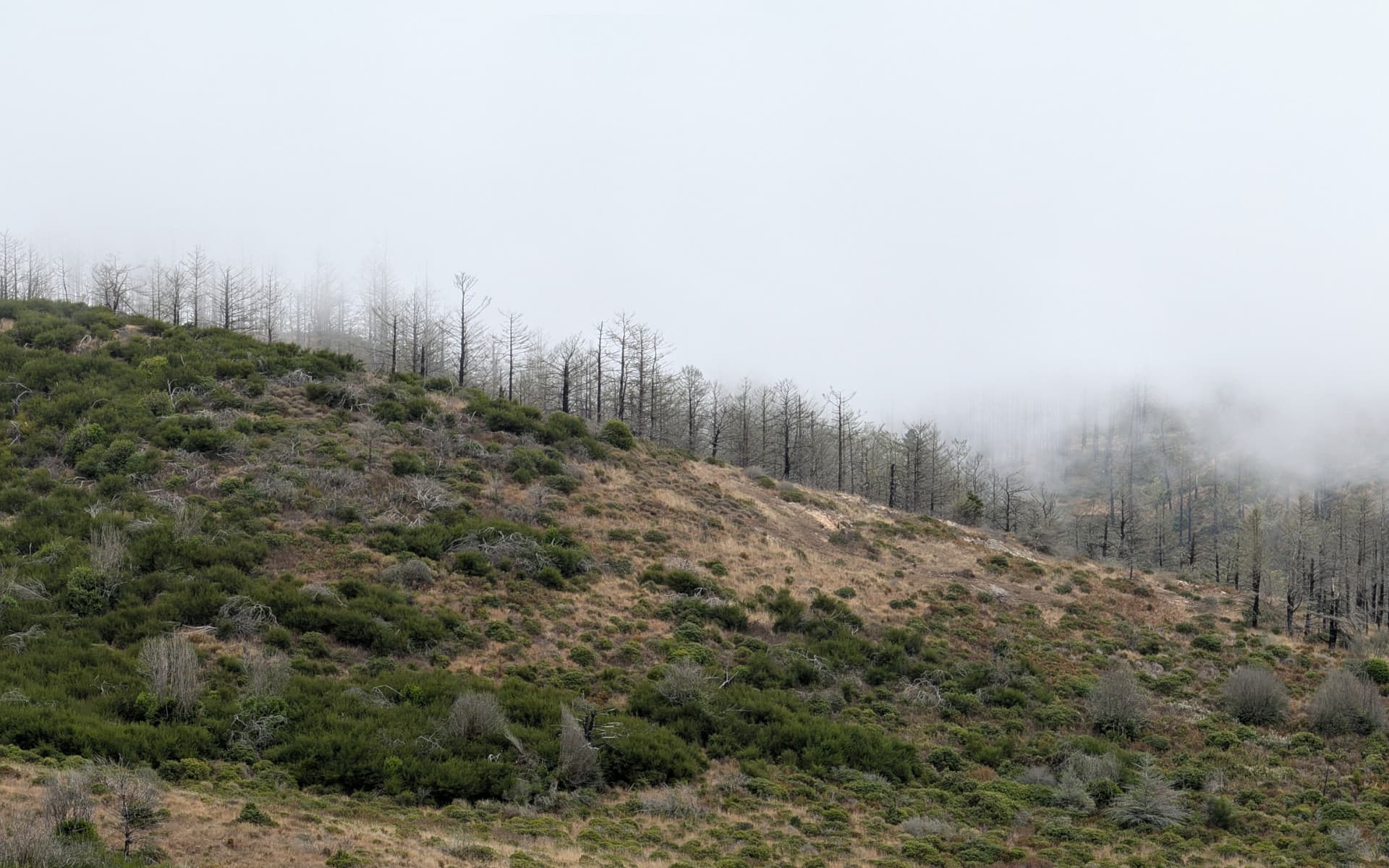 Mount Wittenberg