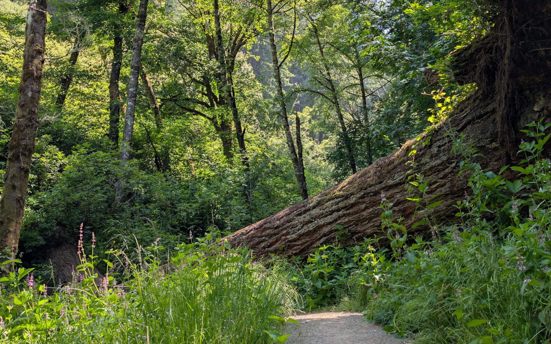 Whittemore Gulch