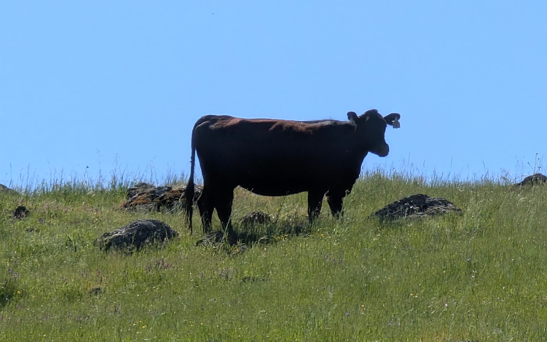 Sunol Wilderness