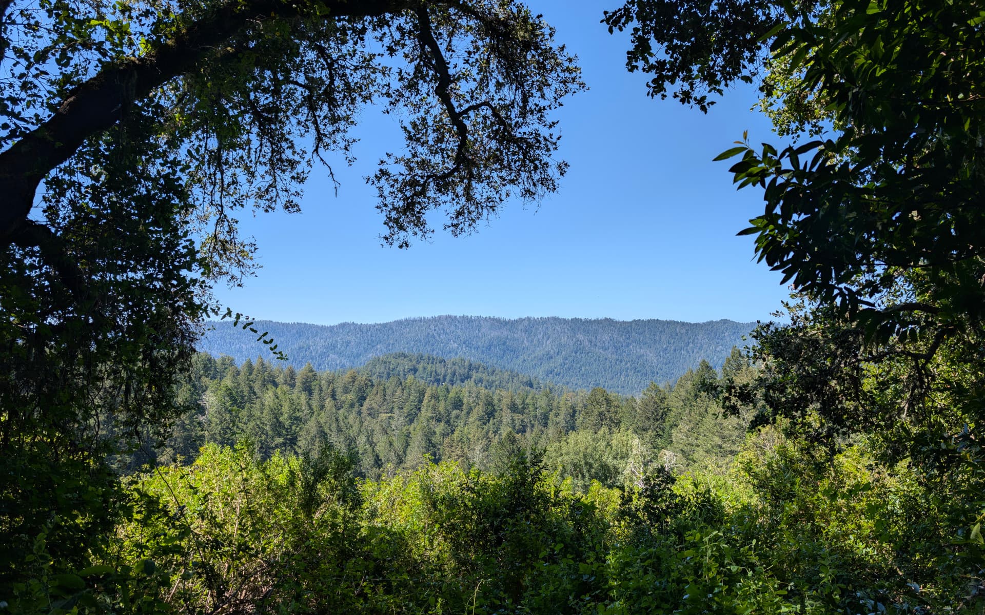 Portola Redwoods State Park