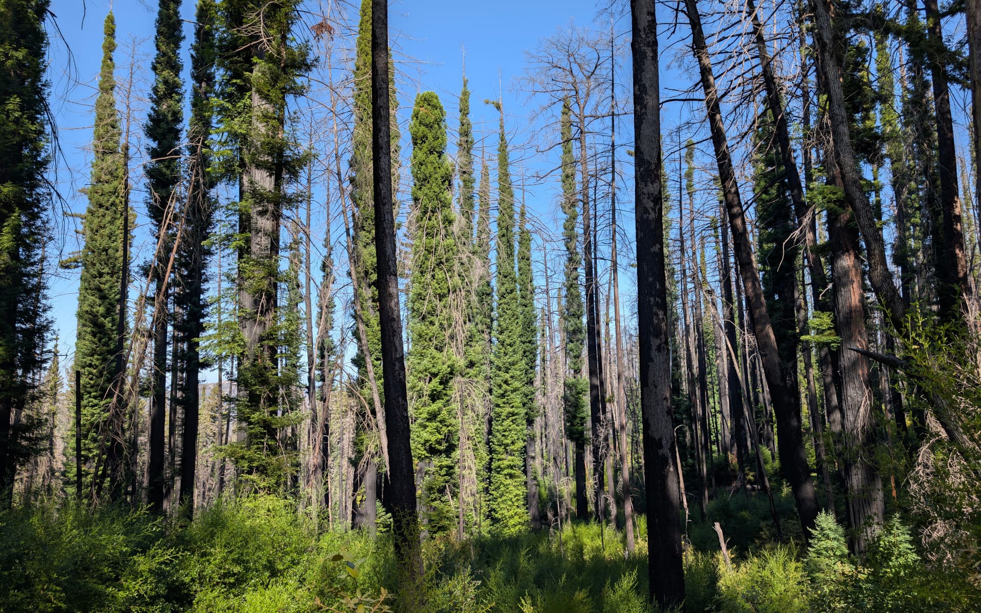 Big Basin State Park