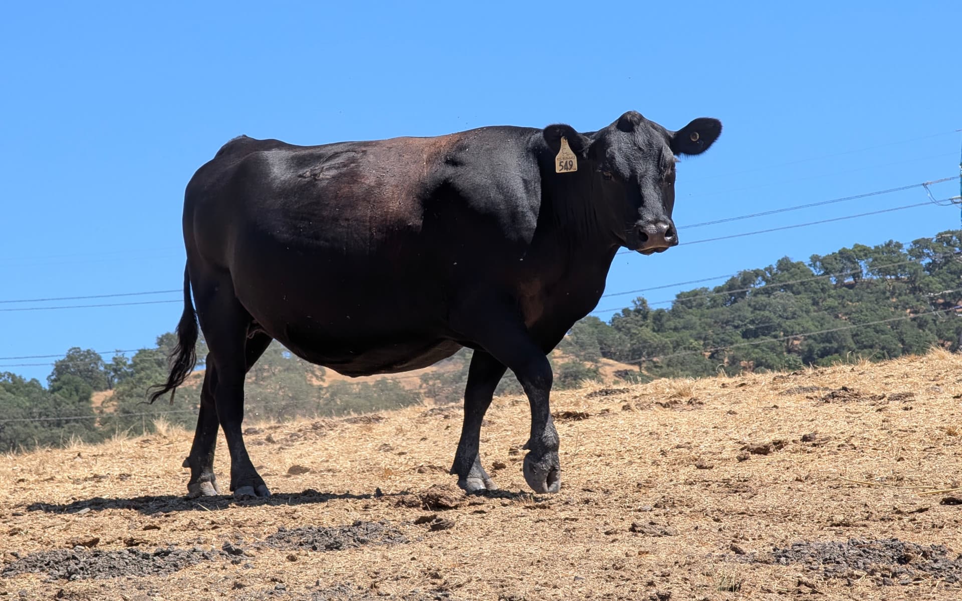 Rancho San Vicente
