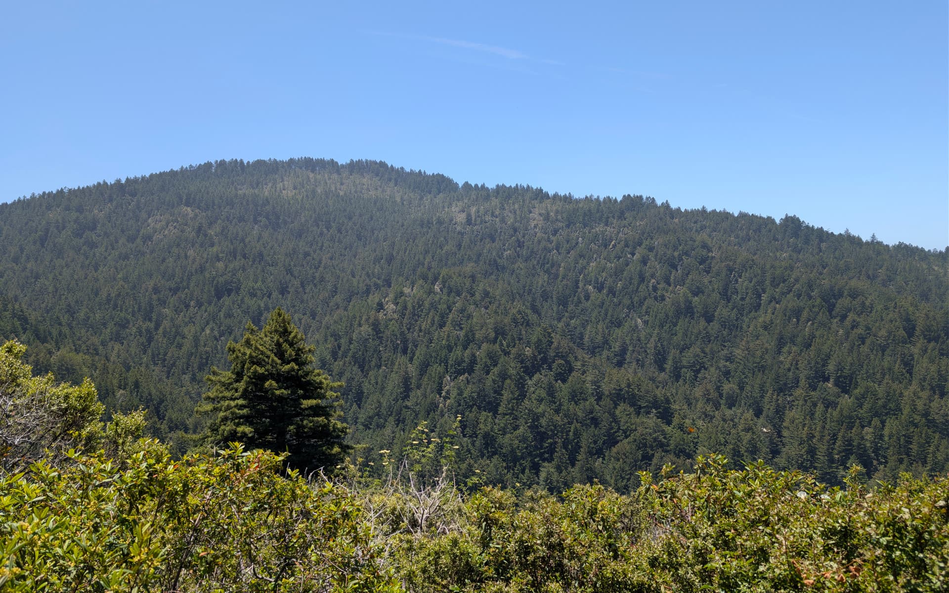 Whittemore Gulch