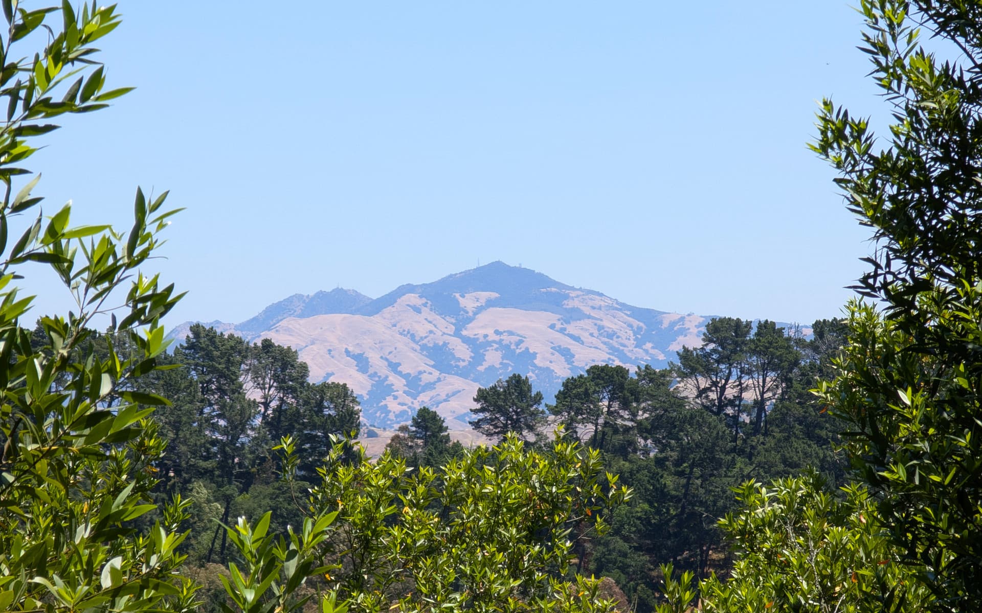 Reinhardt Redwoods