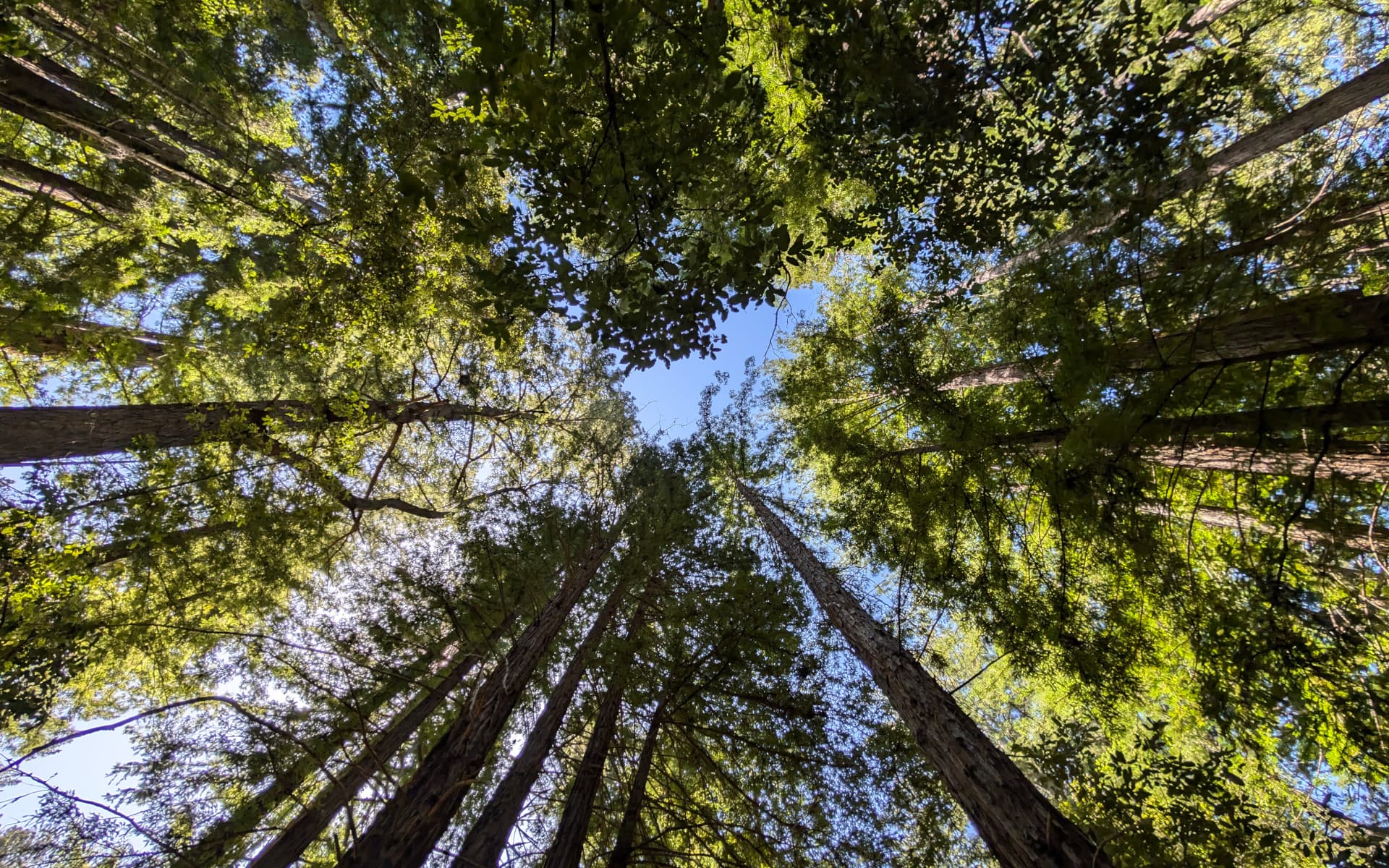 Portola Redwoods State Park